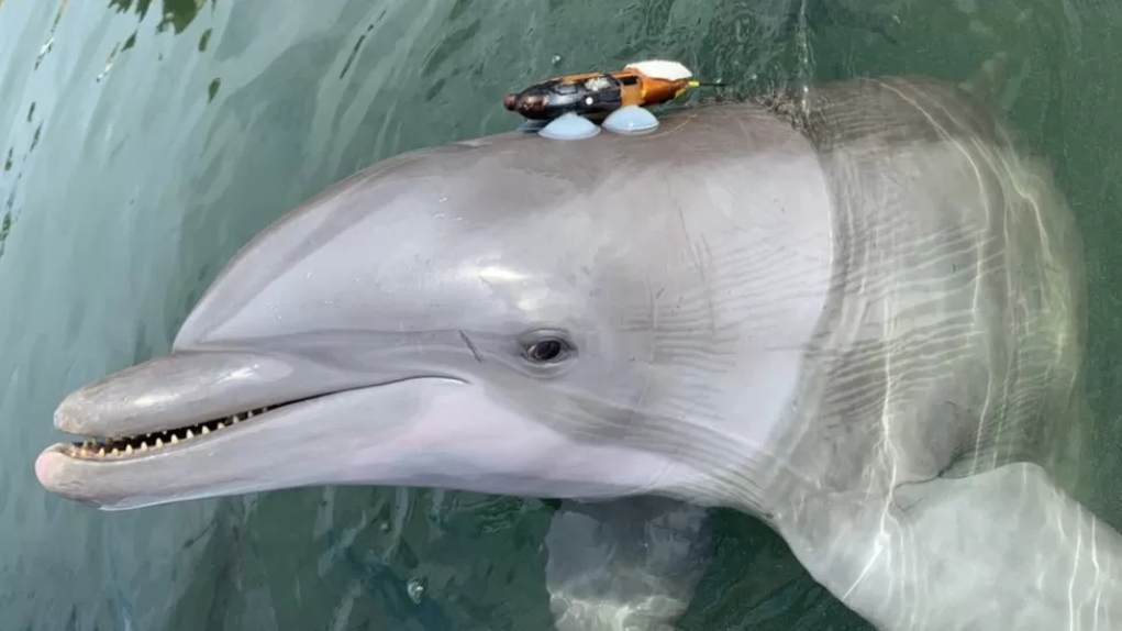 Τα δελφίνια «φωνάζουν» μεταξύ τους εξαιτίας της ηχορύπανσης, σύμφωνα με νέα μελέτη