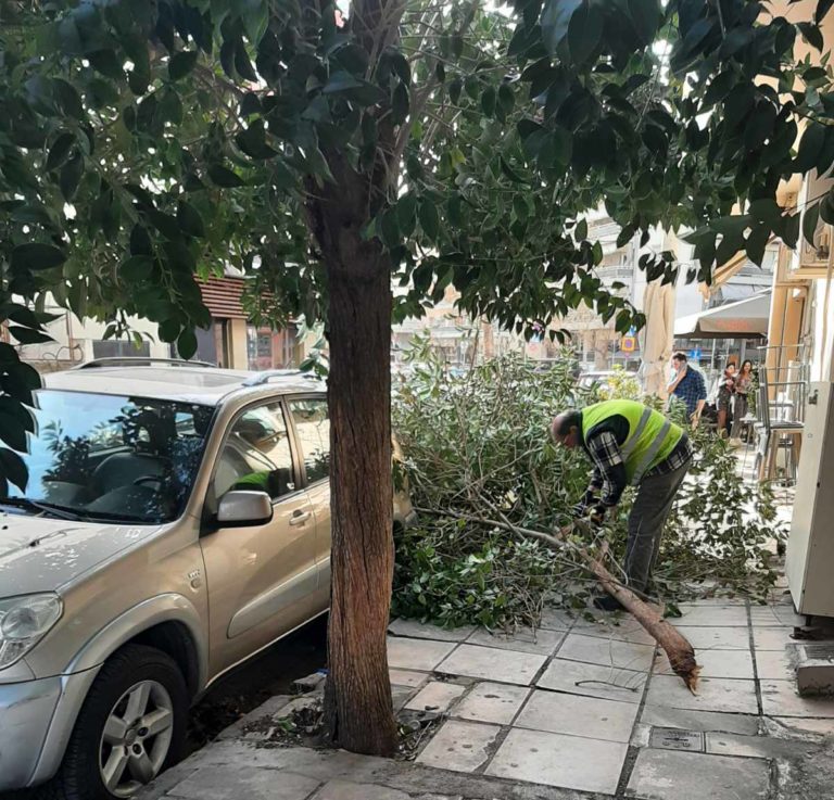Δήμος Θεσσαλονίκης: Ενημέρωση σχετικά με τις πτώσεις δένδρων που σημειώθηκαν στις 19 Ιανουαρίου