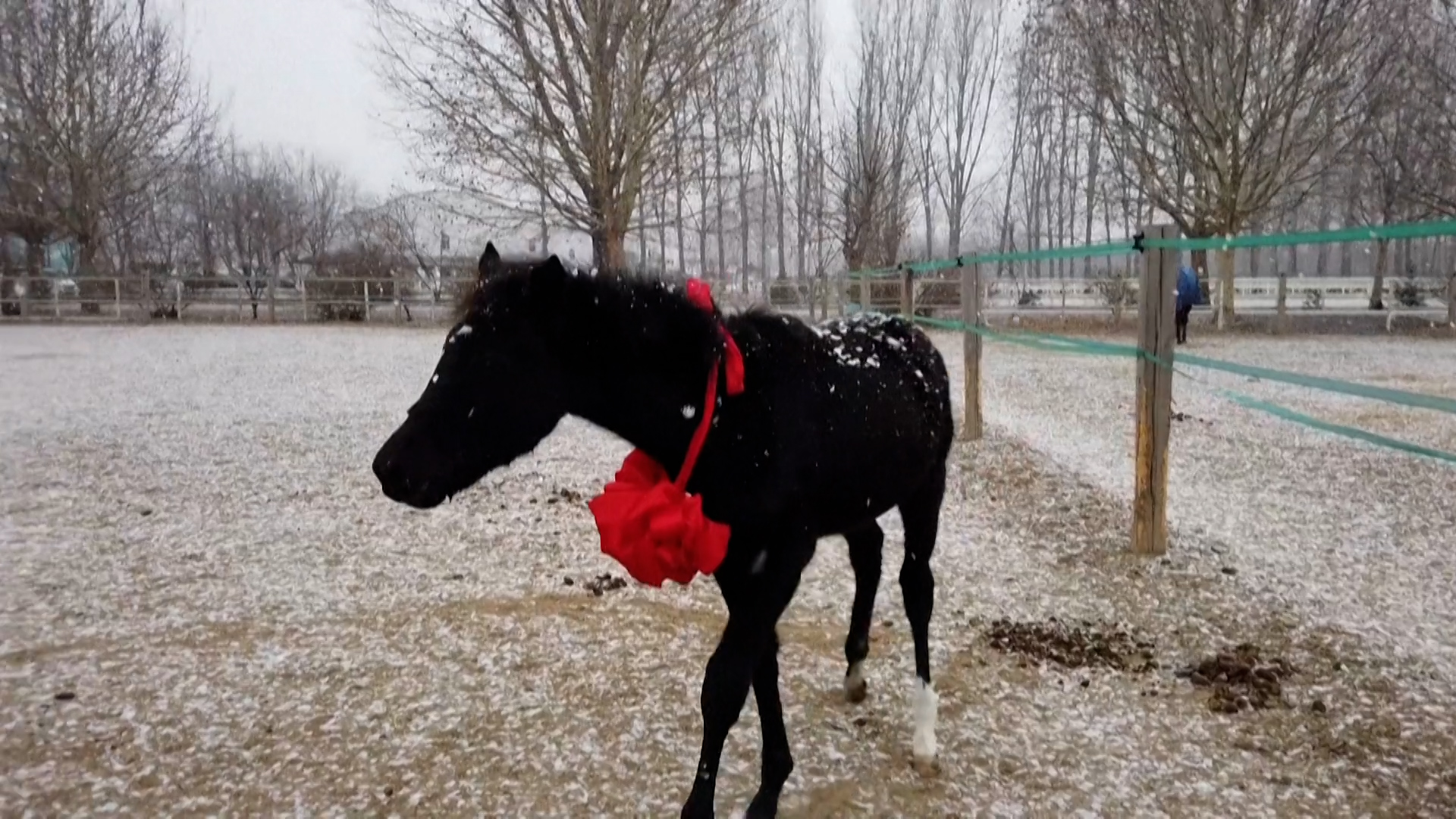 Το κλωνοποιημένο άλογο που δημιουργεί ελπίδες για τον ιππικό αθλητισμό στην Κίνα (video)