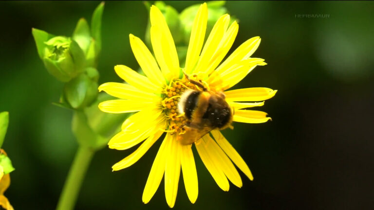 Ένθετο Περιβάλλον: διάδρομοι σωτηρίας των μελισσών – πώς η διατήρησή τους σχετίζεται με την τροφική επάρκεια στην Ευρώπη