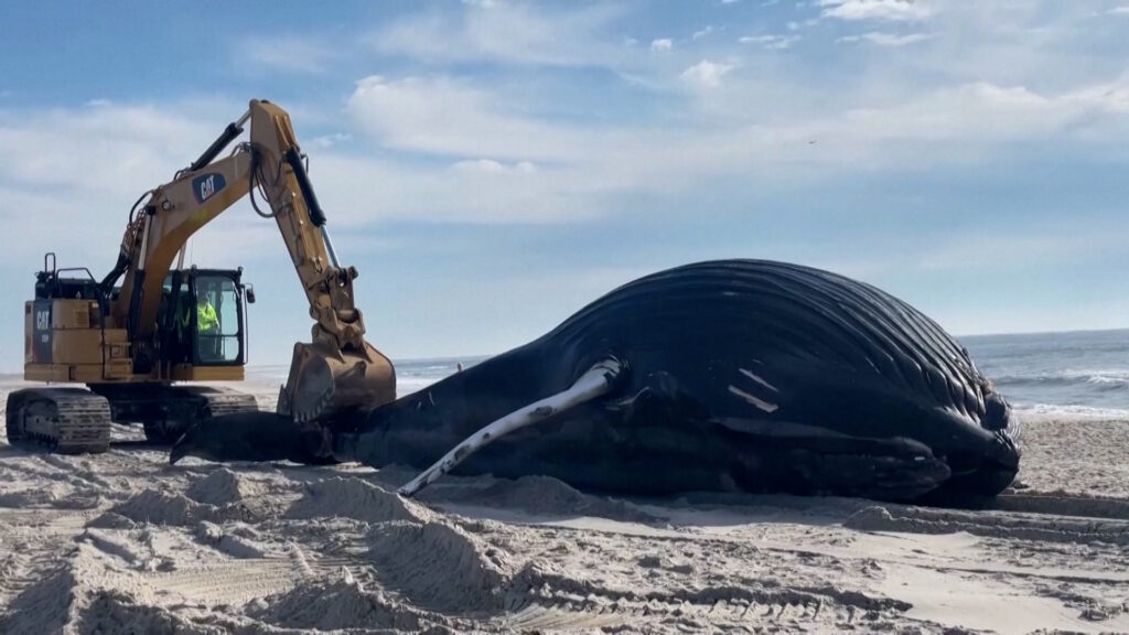 Φάλαινα 10 μέτρων ξεβράστηκε σε παραλία της Νέας Υόρκης (video)