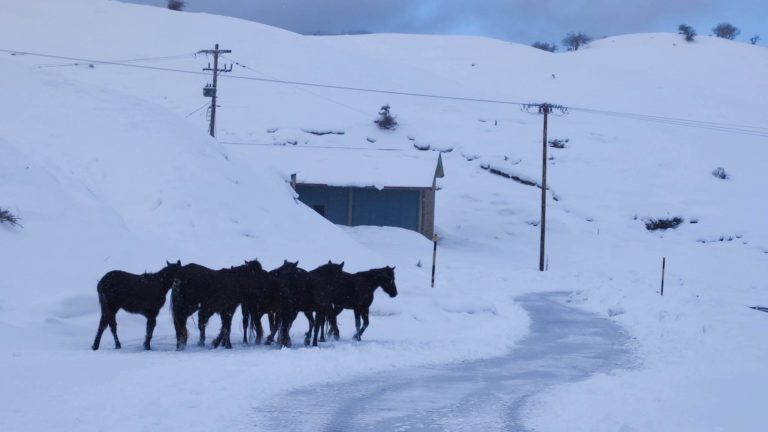 Μέτσοβο: Άγρια άλογα μέσα στα χιόνια ψάχνουν για τροφή – Αποκλειστικές εικόνες (βίντεο)