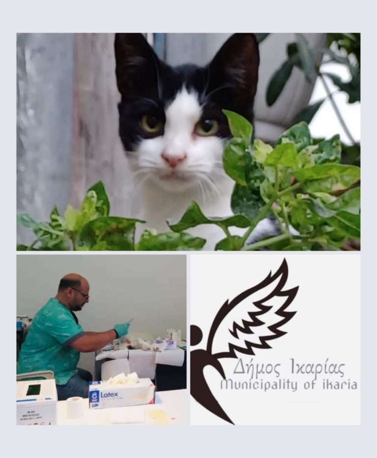 Δήμος Ικαρίας: Νέο πρόγραμμα στειρώσεων γατών σε Ράχες, Γυαλισκάρι, Αρμενιστή και Καρκινάγρι