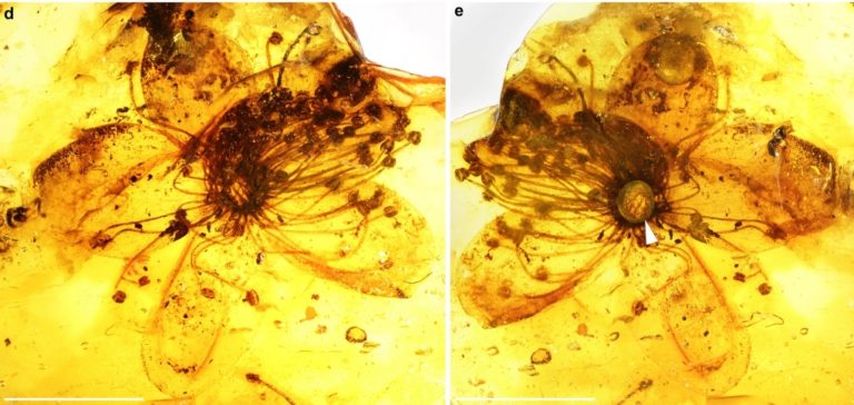 Τι αποκαλύπτει νέα ανάλυση του λουλουδιού που παγιδεύτηκε σε κεχριμπάρι πριν από εκατομμυρια χρόνια