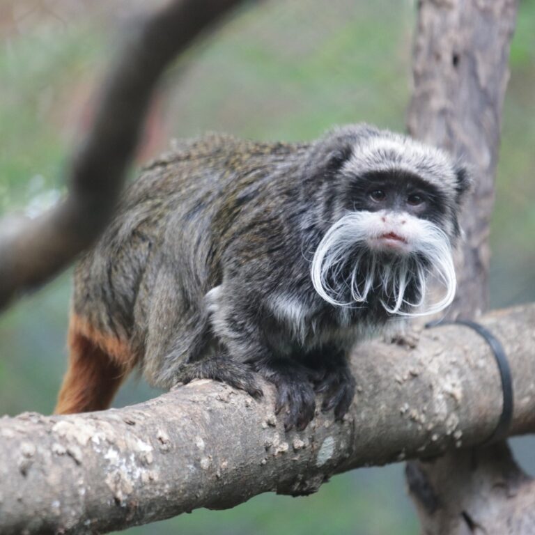 Δύο σπάνιοι πίθηκοι εξαφανίστηκαν από τον ζωολογικό κήπο του Ντάλας