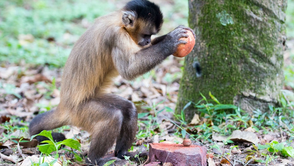 Τα λίθινα εργαλεία ηλικίας 50.000 ετών που βρέθηκαν στη Βραζιλία τα κατασκεύασαν πίθηκοι, σύμφωνα με νέα μελέτη