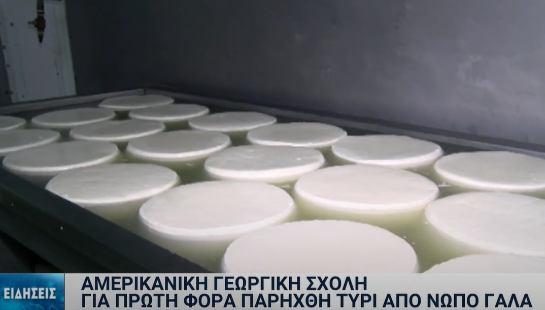 Για πρώτη φορά στην Ελλάδα παρήχθη τυρί από νωπό γάλα