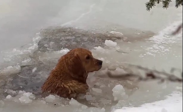 Οικογένεια σε διακοπές σώζει σκύλο από τα παγωμένα νερά