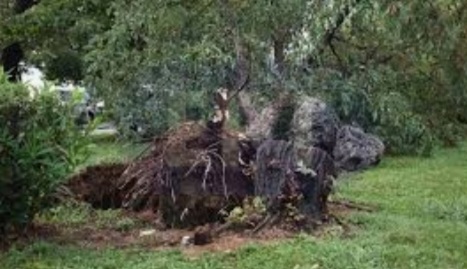 Λάρισα: Δέντρο έπεσε πάνω σε αυτοκίνητο