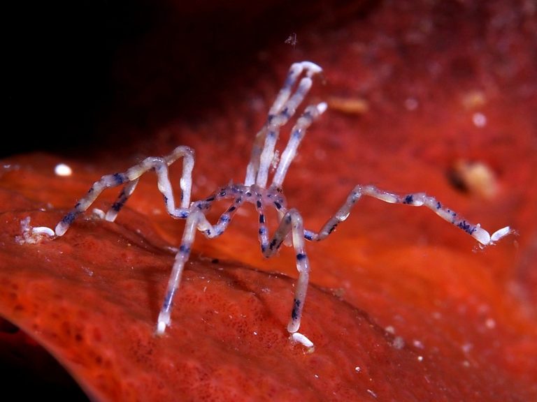 Γερμανία: Οι θαλάσσιες αράχνες μπορούν να αναγεννήσουν μέρος του σώματός τους