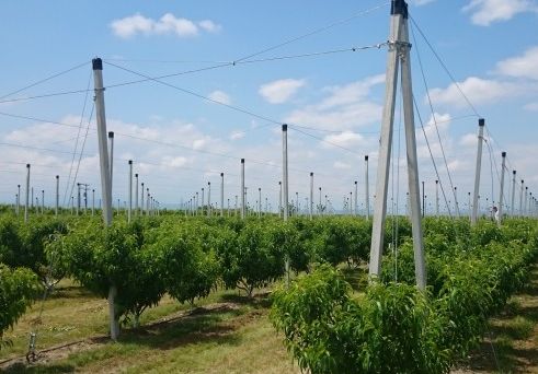 Επιδοτήσεις σε 104 αγρότες στη Θεσσαλία για εγκατάσταση δικτύων αντιχαλαζικής προστασίας
