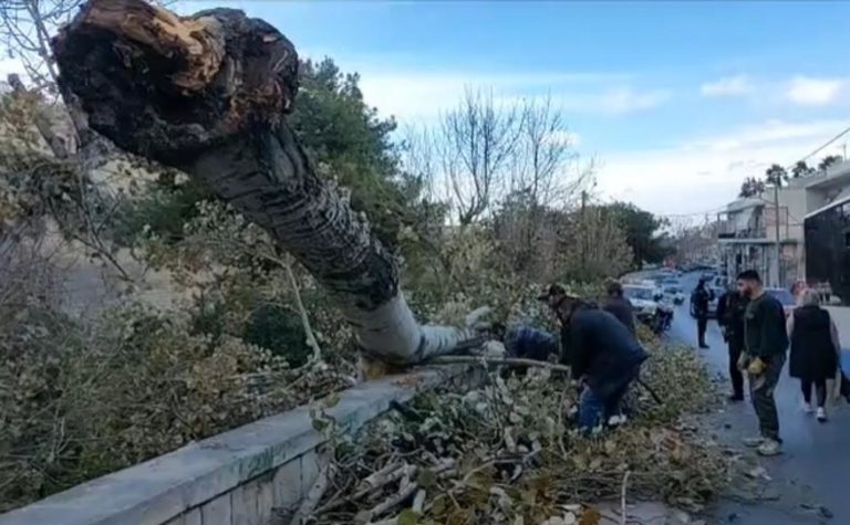 Ηράκλειο: Πτώση δέντρου σε πολυσύχναστο δρόμο – Από θαύμα γλίτωσε 71χρονος