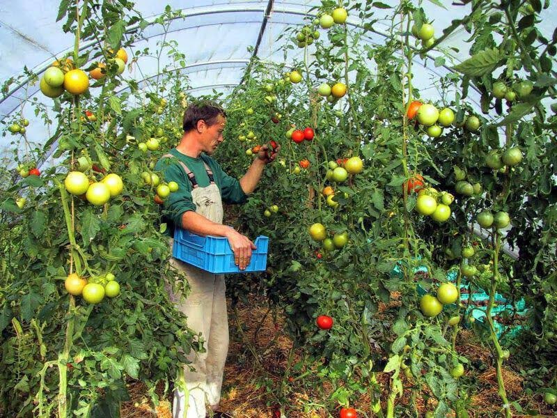 Κρήτη: Αναβρασμός για την έλλειψη εργατών γης – Συντονίζονται οι αγρότες και πιέζουν για λύση