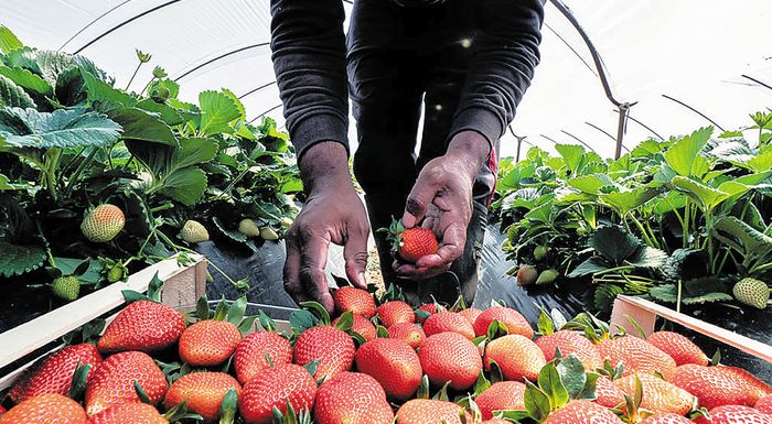 Άρχισε η συγκομιδή φράουλας – Πρόβλημα με τους εργάτες γης