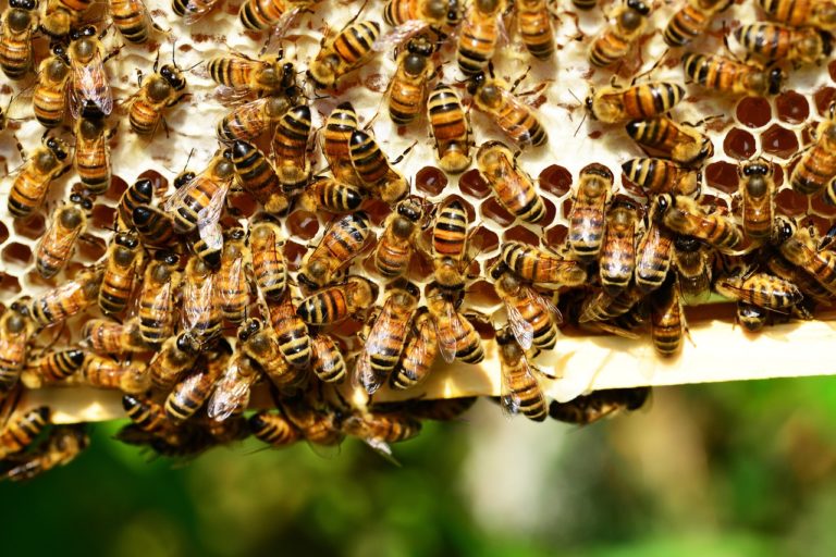 ΗΠΑ: Εγκρίθηκε το πρώτο εμβόλιο για μέλισσες