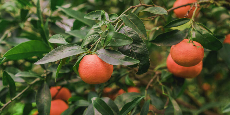 Άδεια τα μαντριά, άδειες οι πλατείες, λένε οι αγρότες της Άρτας
