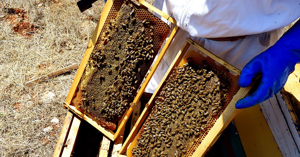 Πρόγραμμα κατάρτισης στη μελισσοκομία