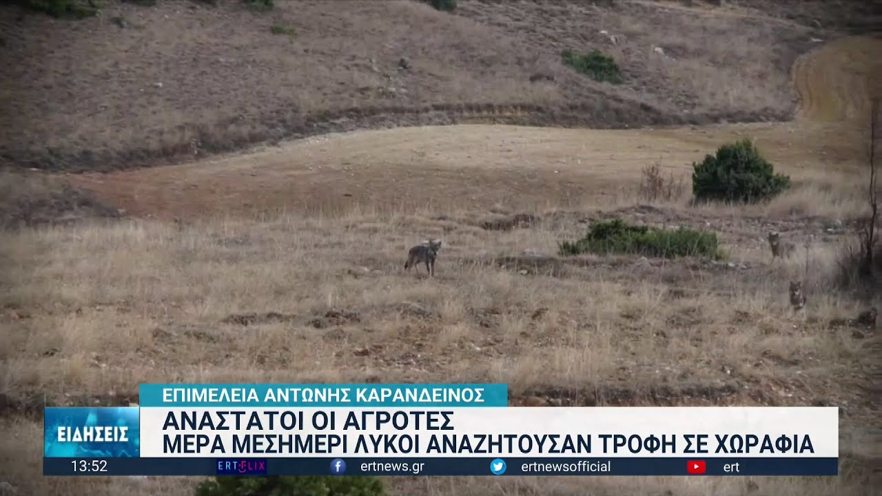 Αντιμέτωποι με λύκους ήρθαν οι αγρότες στην Ημαθία