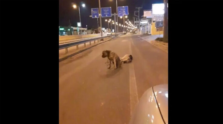 Κρήτη: Σκύλος θρηνεί στη μέση του δρόμου για τον τετράποδο φίλο του – Συγκλονιστικό βίντεο