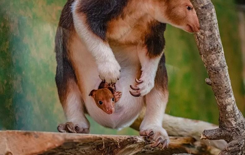 Βρετανία: Χειροκροτήματα στον ζωολογικό κήπο του Τσέστερ για τη γέννηση καγκουρό που απειλείται με εξαφάνιση