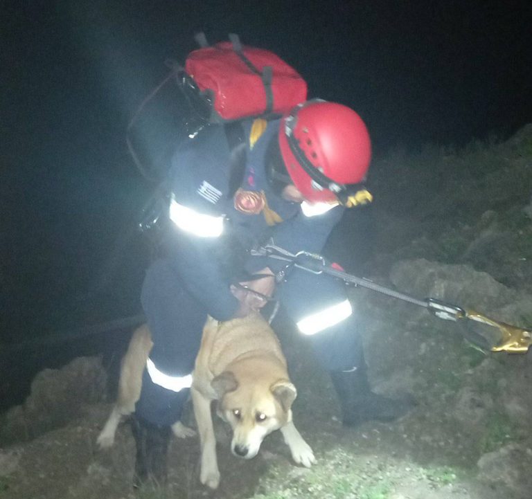 Κέρκυρα: Διέσωσαν σκύλο από γκρεμό