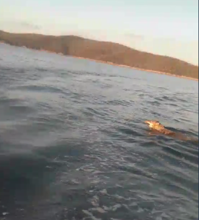 Είδε λύκο να κολυμπάει στη θάλασσα στο Τραχίλι και το video έγινε viral (βίντεο)