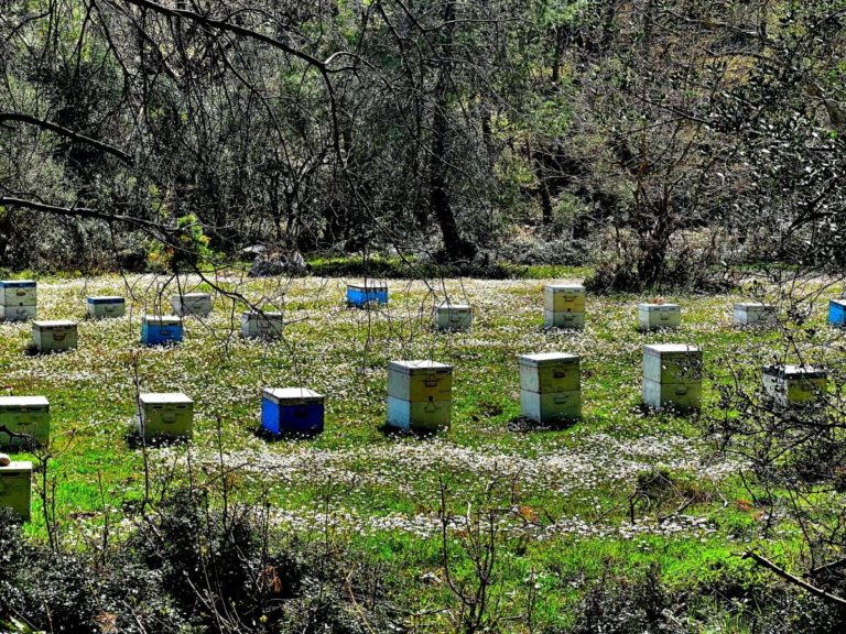 Πελοποννησιακή κινητοποίηση μελισσοκόμων στην Τρίπολη