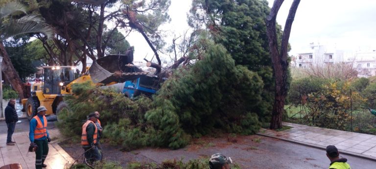 Κως: Μια τεράστια κουκουναριά έπεσε σε βυτιοφόρο χωρίς να προκαλέσει τραυματισμούς