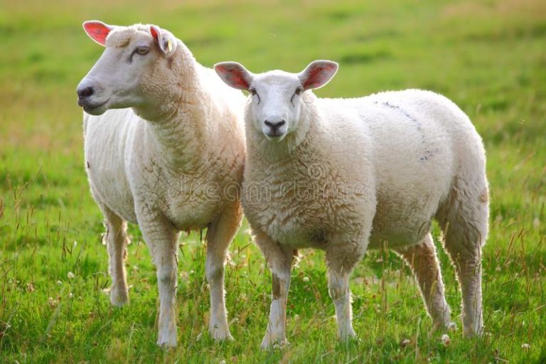Κομοτηνή:  Νέα βοσκοτόπια ζητούν οι κτηνοτρόφοι της Ξάνθης