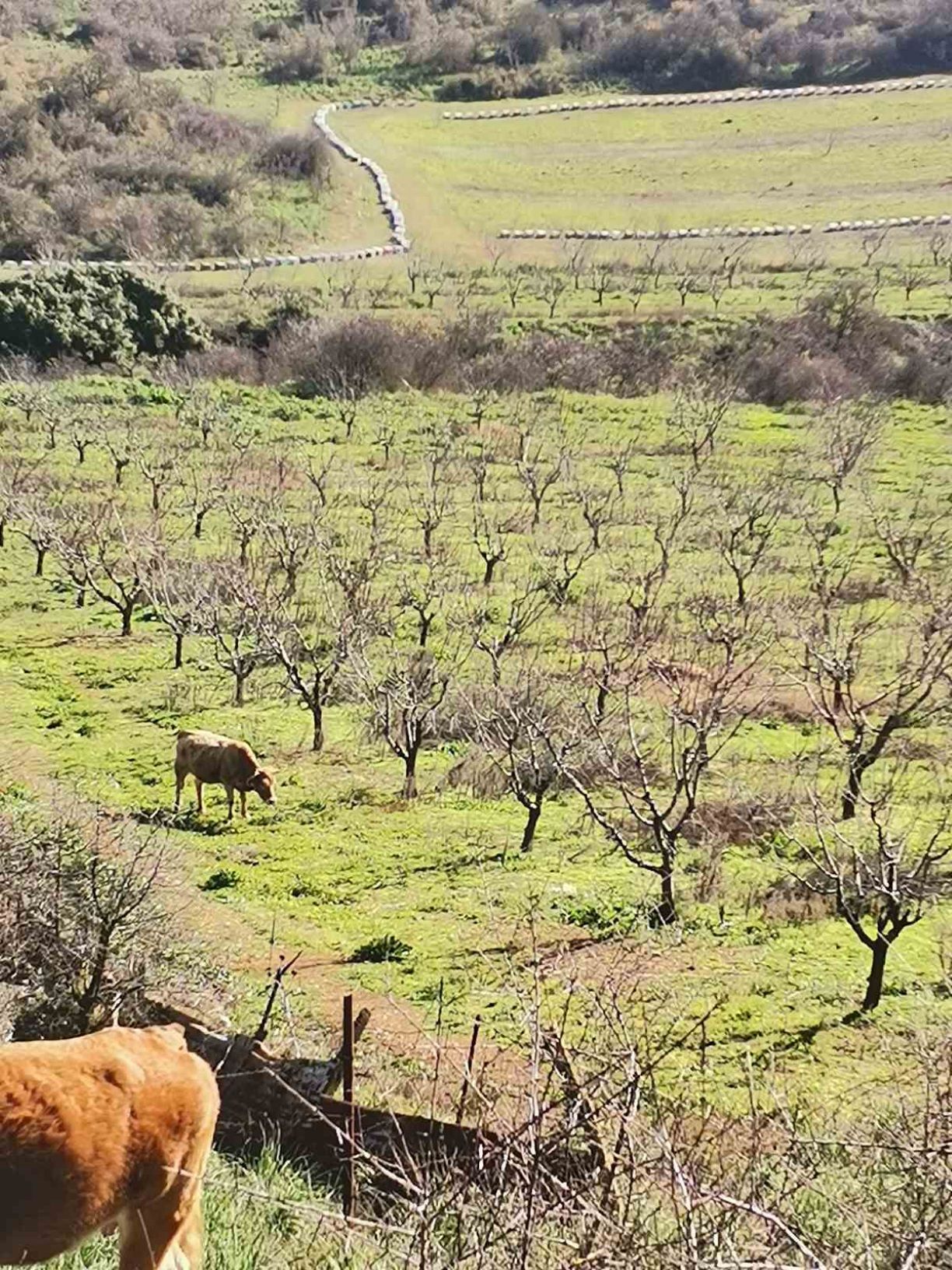 Ανεπιτήρητα ζώα εγκυμονούν κινδύνους σε χωριά του Δήμου Παλαμά