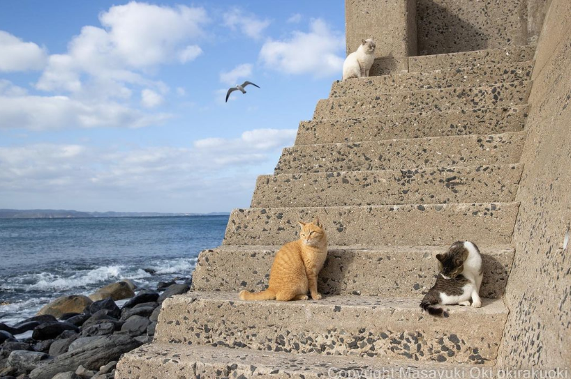 Οι γάτες και η χιουμοριστική φωτογραφική ματιά του Masayuki Oki