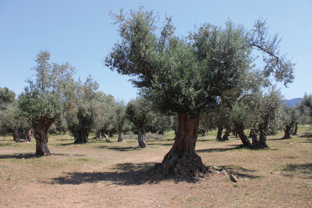 Άρτα: Κραυγή αγωνίας από τους ελαιοπαραγωγούς για το μειωμένο εισόδημα