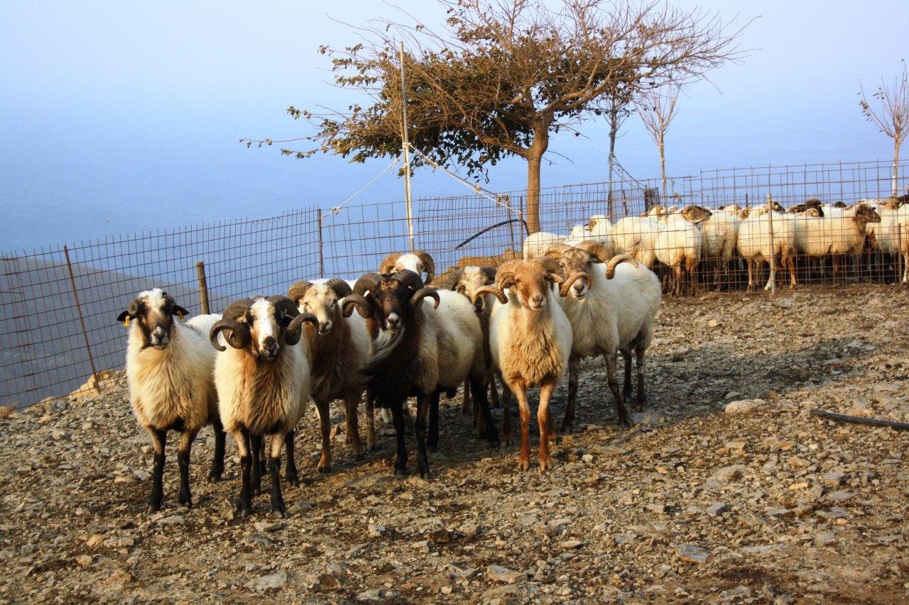 Αναγνώριση της αυτόχθονης φυλής προβάτου “Ορεινό Λήμνου”