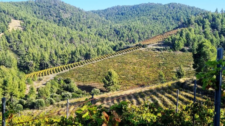Αναγεννάται ο μεγαλύτερος βιολογικός αμπελώνας της Ελλάδας κι ένας από τους μεγαλύτερους στην Ευρώπη