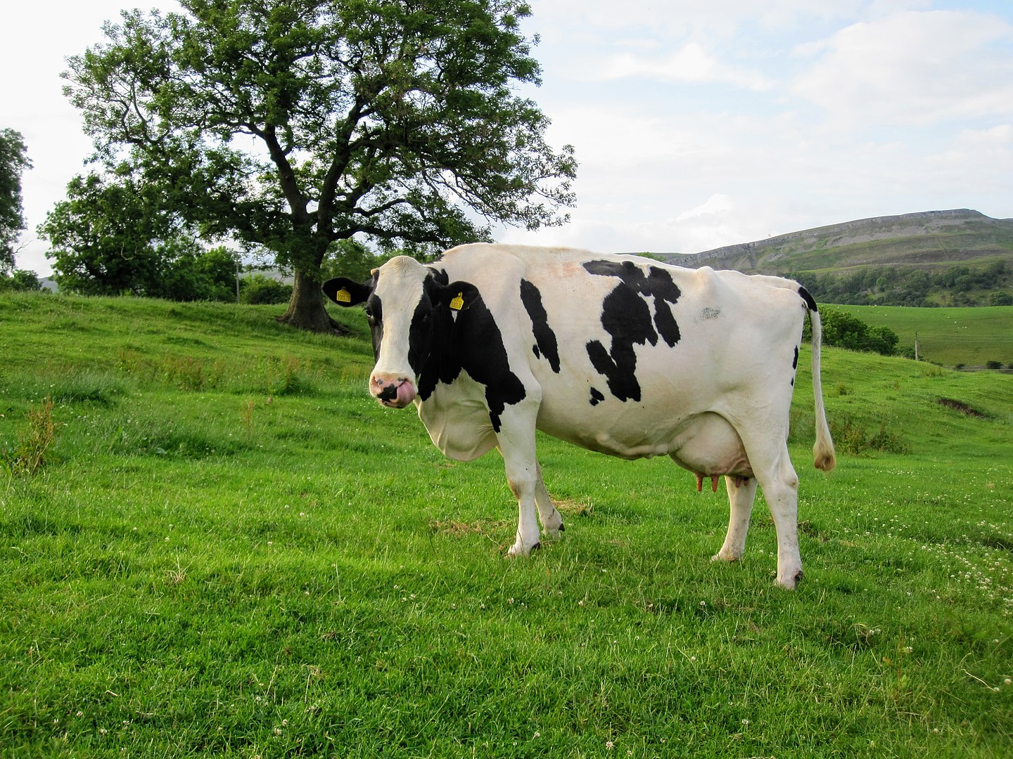 1440px-Holstein_Friesian_UK_Yorkshire_July_2011