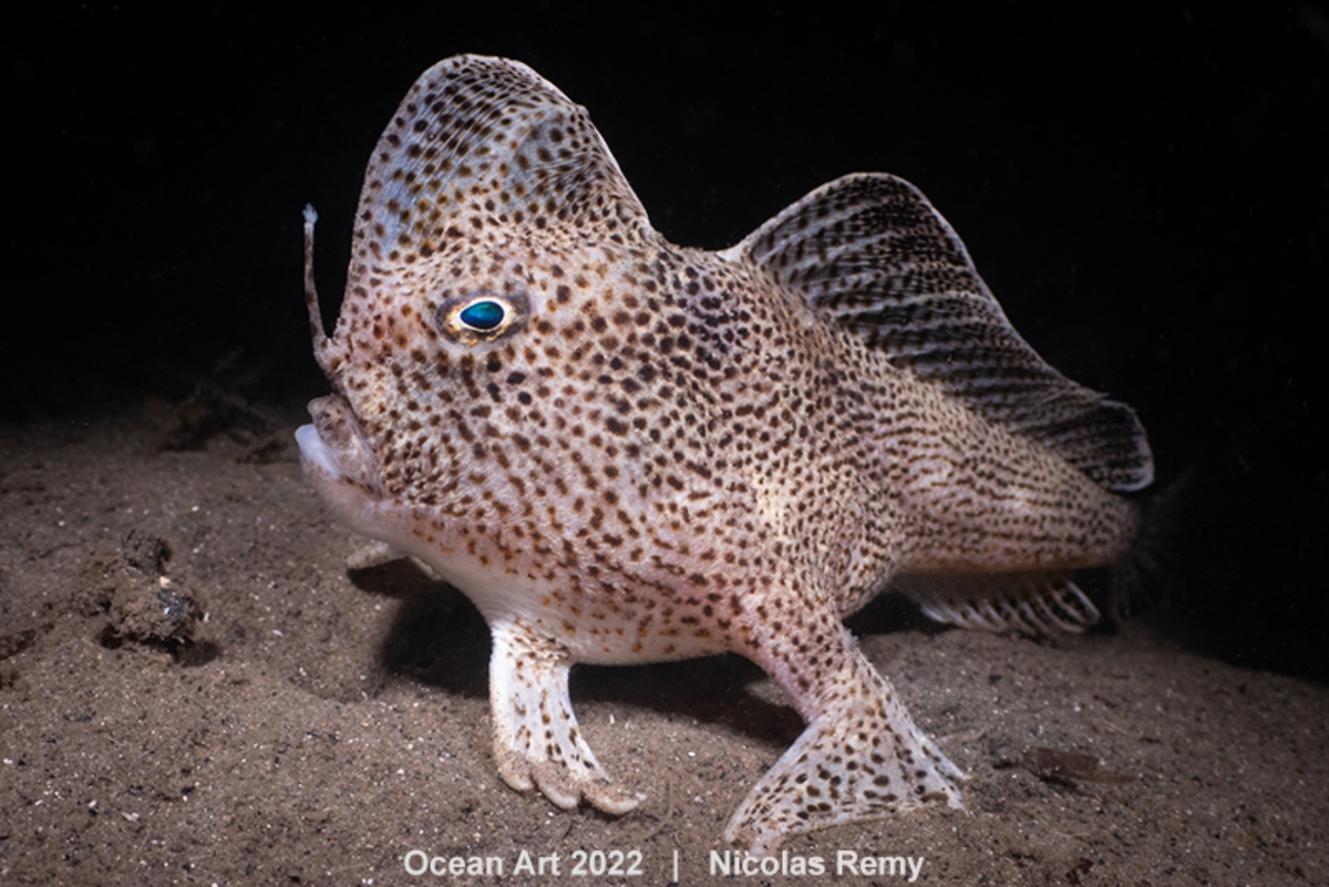 1st-Cold Water_Nicolas_REMY_The rare spotted hand-fish from Tasmania (1)