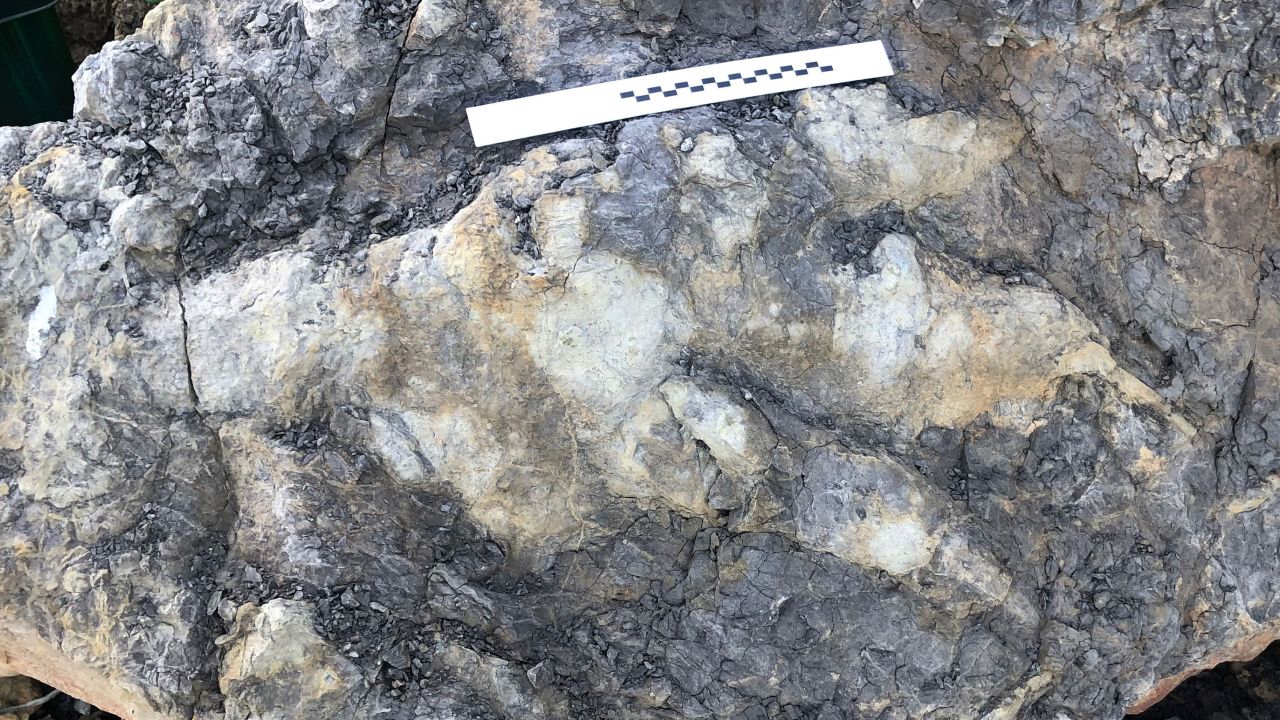 Αποτύπωμα δεινοσαύρου ρεκόρ, βρέθηκε στην ακτή του Γιορκσάιρ
