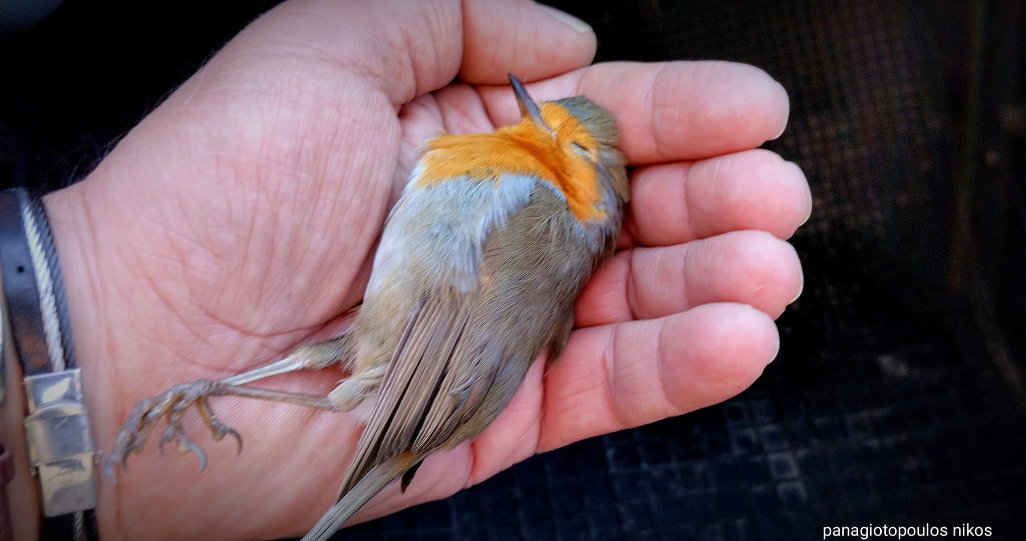Καστοριά: Νεκρά πουλιά από την παγωνιά – Πώς μπορούμε να βοηθήσουμε