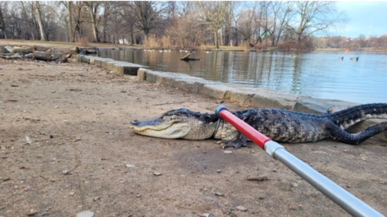 Αλιγάτορας βρέθηκε στη λίμνη Prospect Park στη Νέα Υόρκη