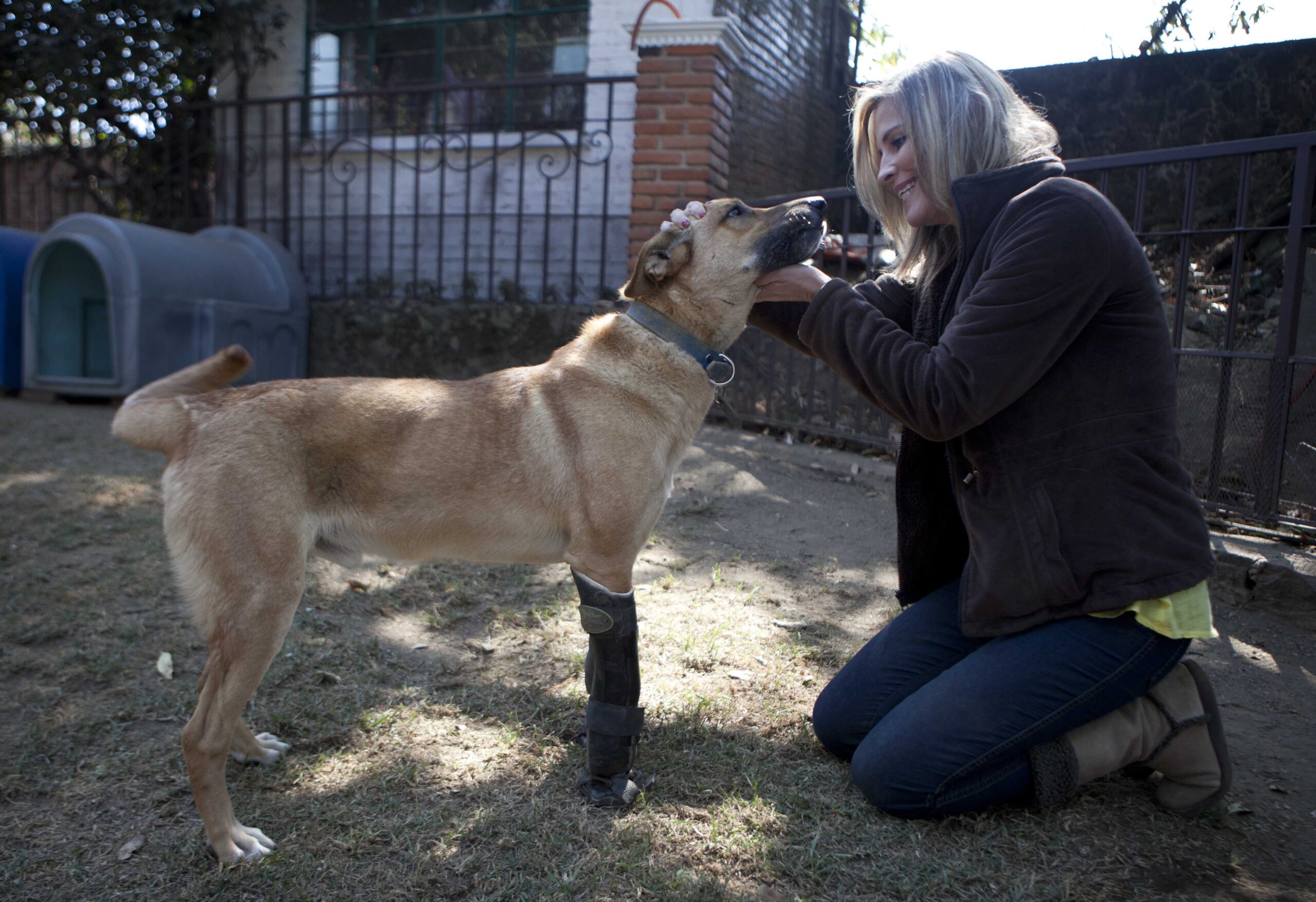 ΗΠΑ: O Λεμονόπιτας, το σκυλάκι που βασάνισε καρτέλ ναρκωτικών, φιναλίστ σε διαγωνισμό για το πιο αξιαγάπητο κατοικίδιο