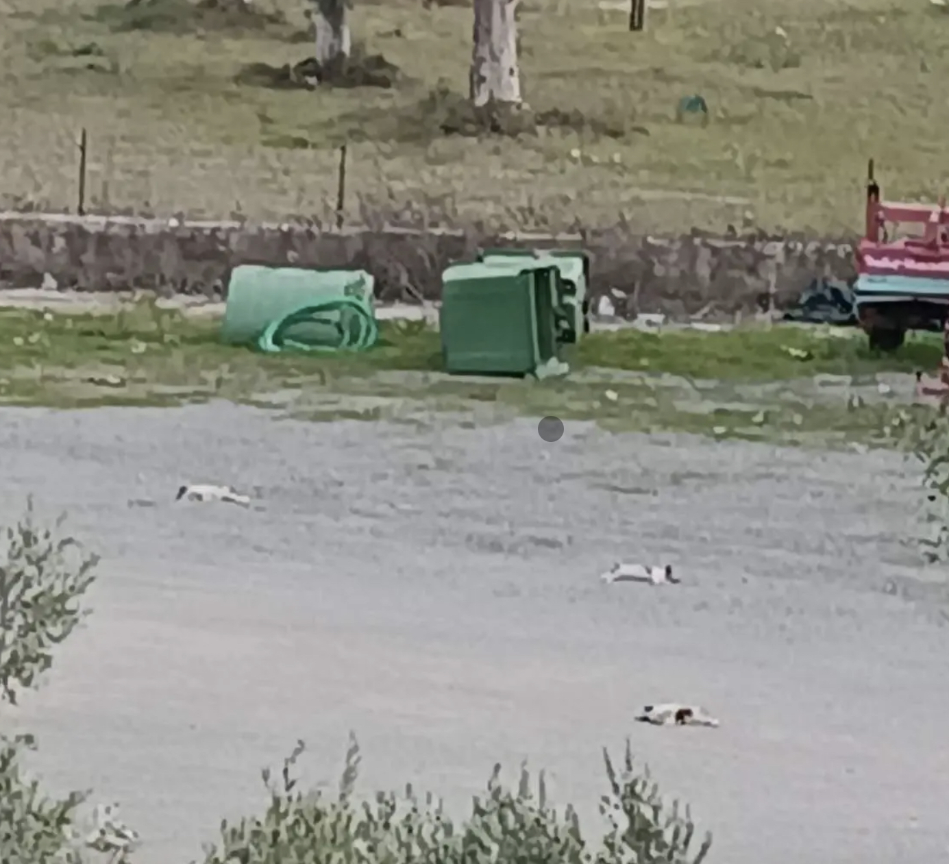 Καταγγελία Φιλοζωϊκής ότι οδηγός πάτησε τρία κουτάβια στο Αχίλλειο Αλμυρού