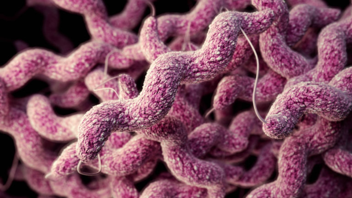 Campylobacter_CDC-768x432 (1)