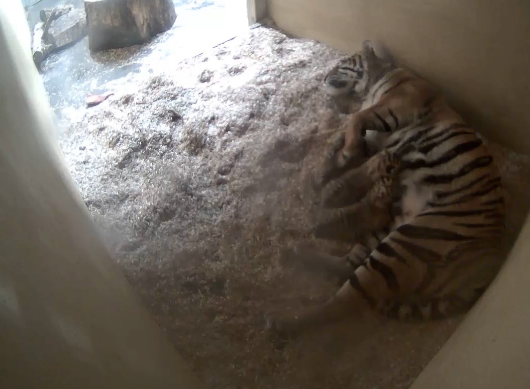 Τίγρεις της Σουμάτρας: Δίδυμη γέννηση σε ζωολογικό κήπο