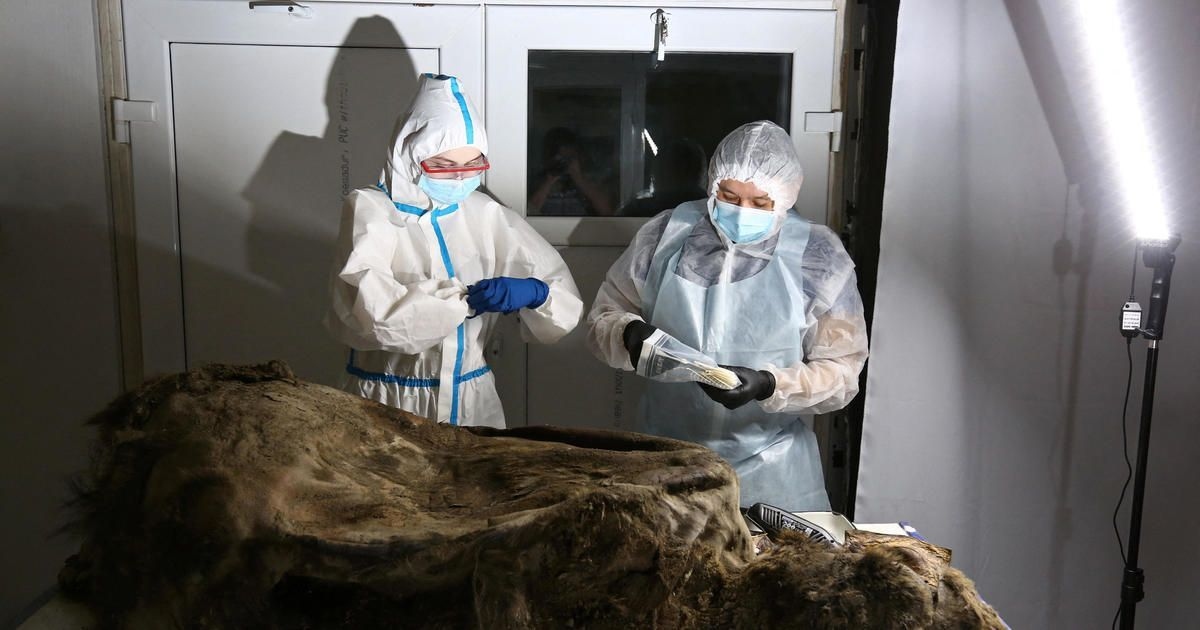 Επιστήμονες μελετούν αρκούδα ηλικίας 3.500 ετών που ανακαλύφθηκε στη Σιβηρία