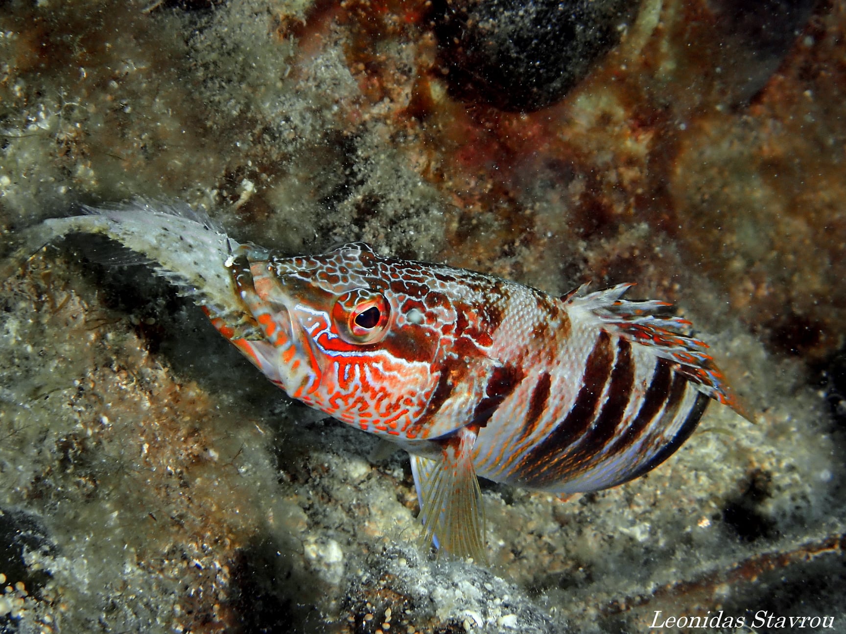 Siganus rivulatus_Saronikos Aegina_Leonidas Stavrou_Summer 2019