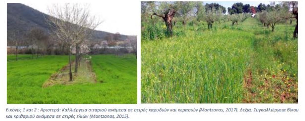 Ερευνητικό πρόγραμμα AGROMIX από την συμβατική γεωργία σε μεικτά αγροδασικά συστήματα (ήχος)