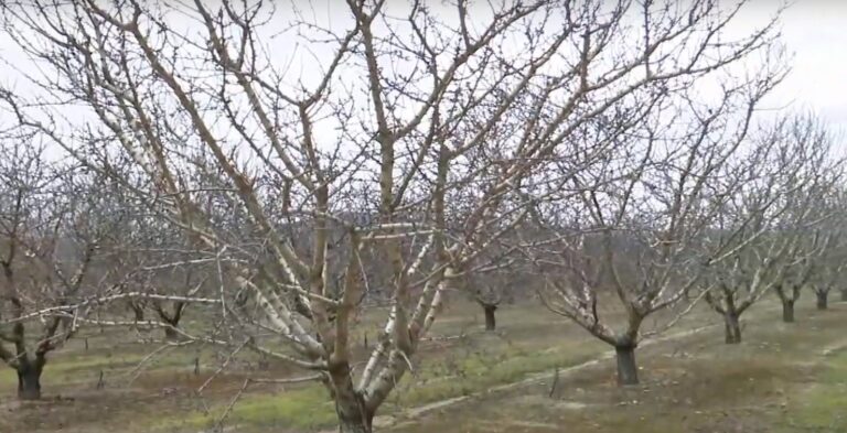 Σε απόγνωση οι αμυγδαλοπαραγωγοί της Θεσσαλίας