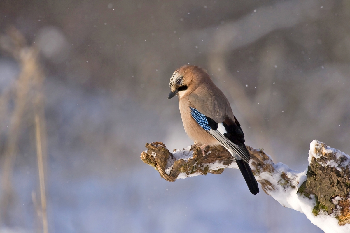 bird-snow