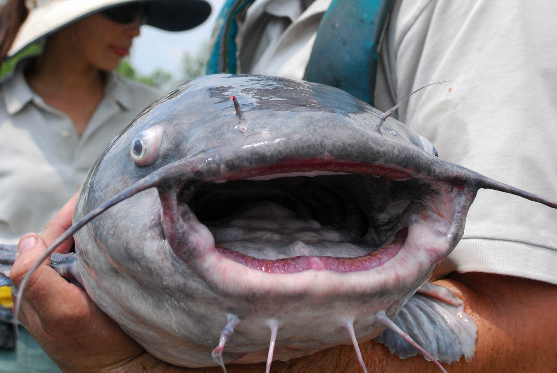 blue catfish face