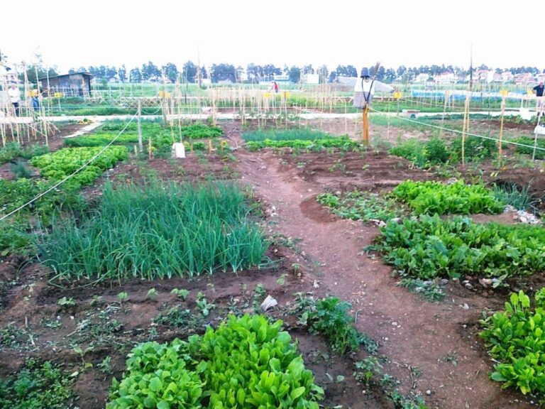 Παραλαβή κηπαρίων από τους δικαιούχους στον Δημοτικό Λαχανόκηπο Λάρισας